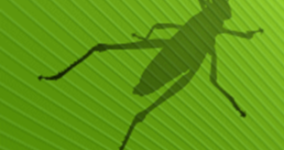 Grasshopper private lessons